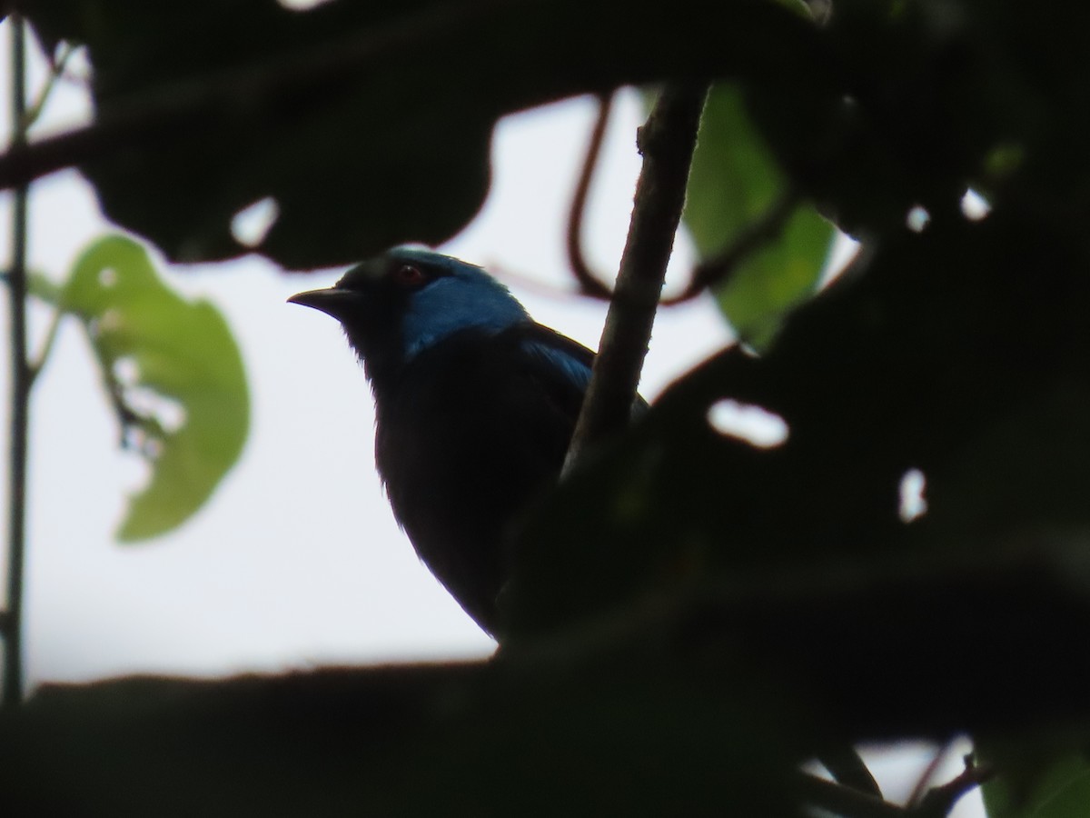 Scarlet-thighed Dacnis - ML637680106
