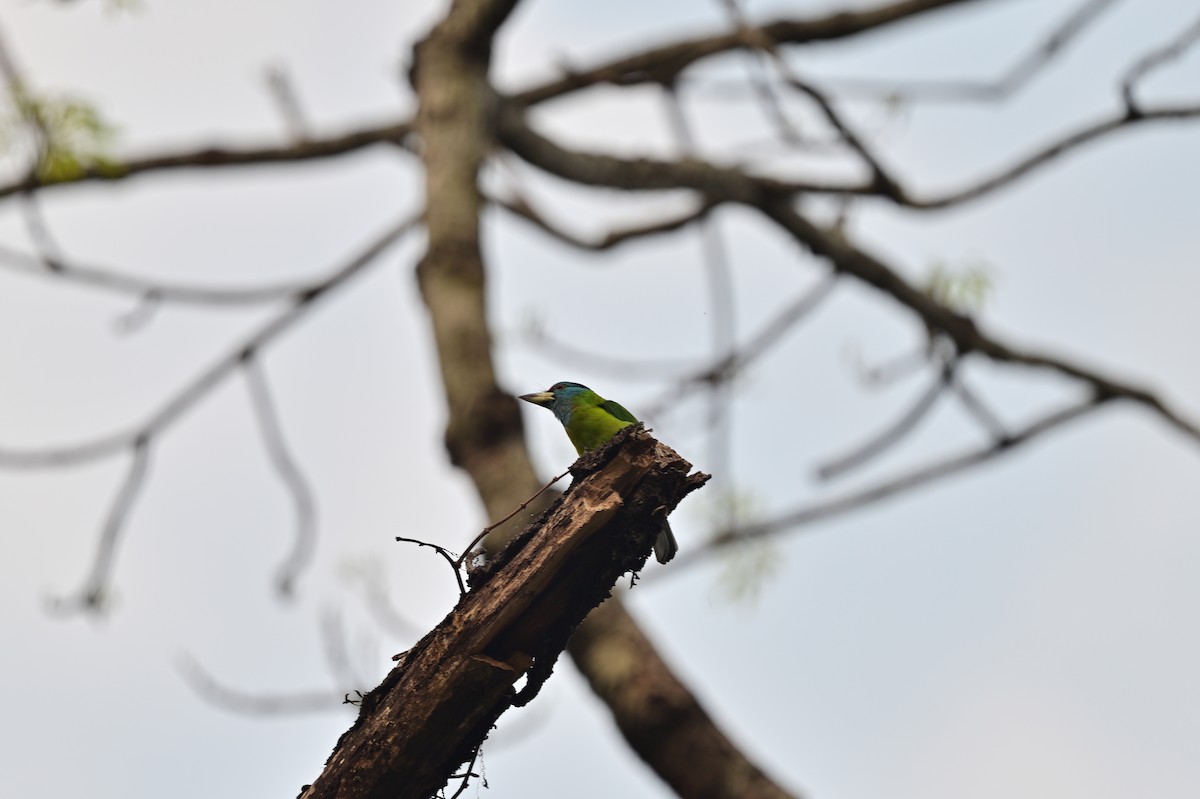 barbet modrolící - ML637680172
