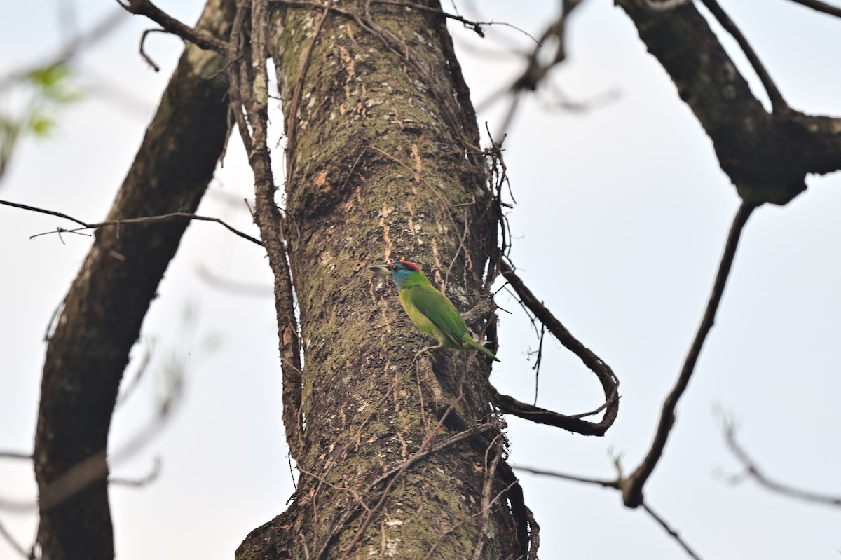 barbet modrolící - ML637680173