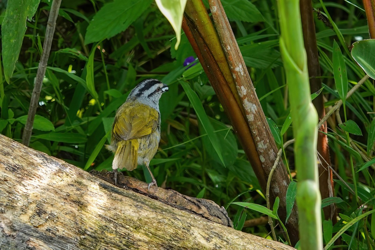 Black-striped Sparrow - ML637680201