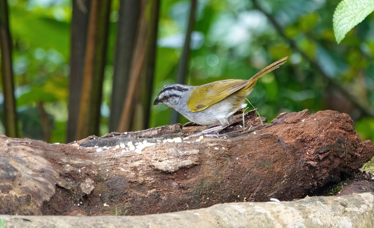 Black-striped Sparrow - ML637680203