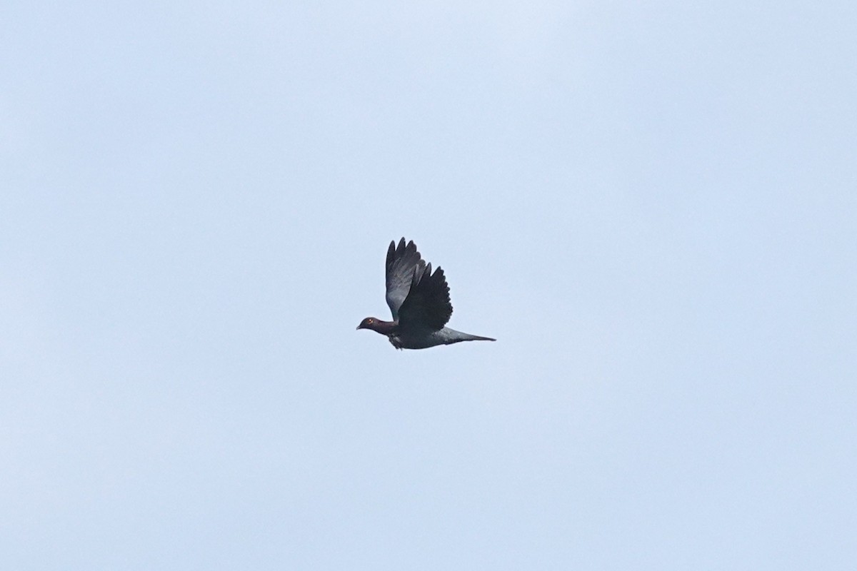 Scaly-naped Pigeon - ML637680213