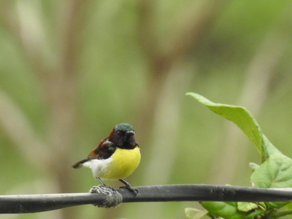 Purple-rumped Sunbird - ML637680223
