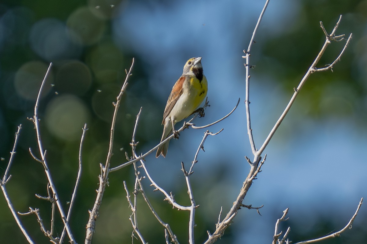 Dickcissel - ML637680247
