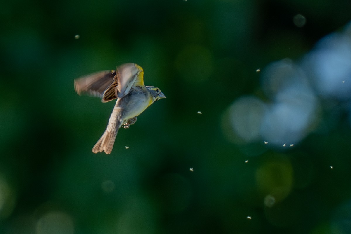 Dickcissel - ML637680248
