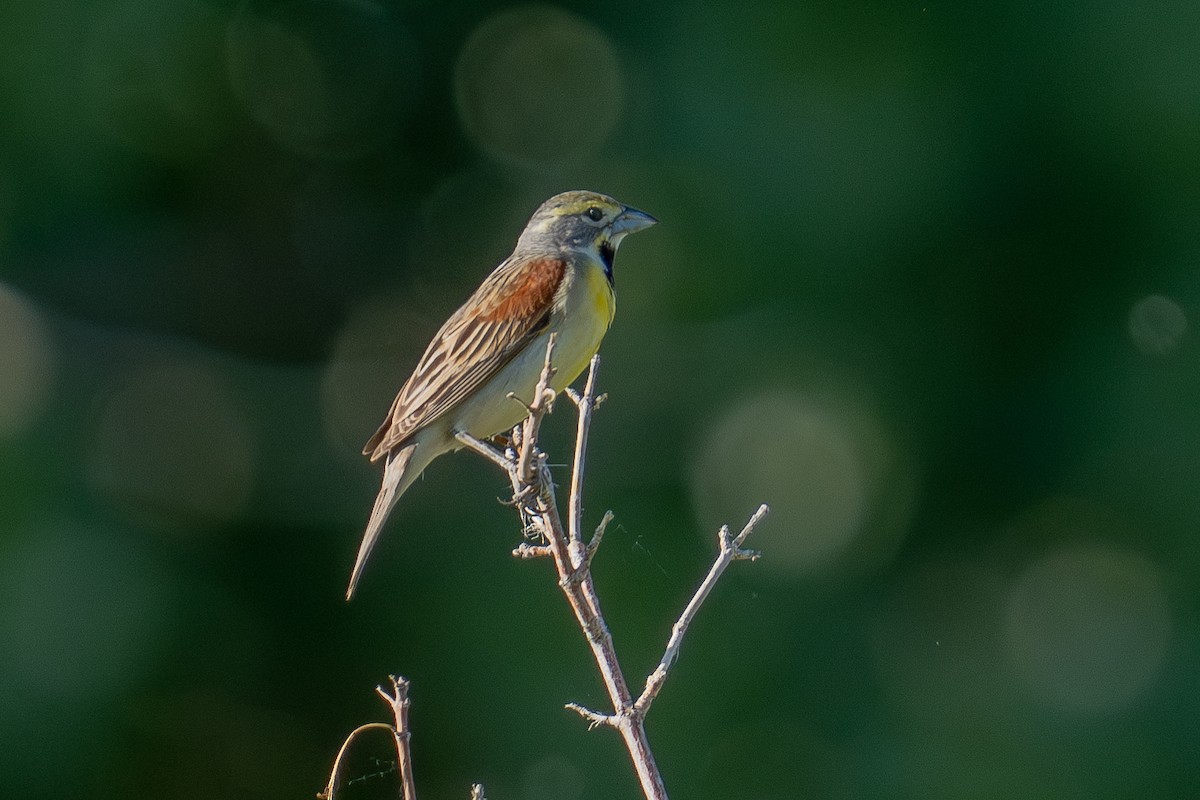 Dickcissel - ML637680249