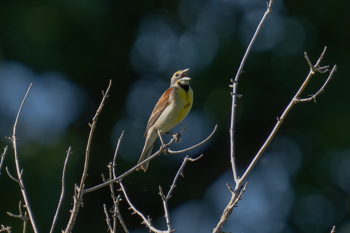 Dickcissel - ML637680250