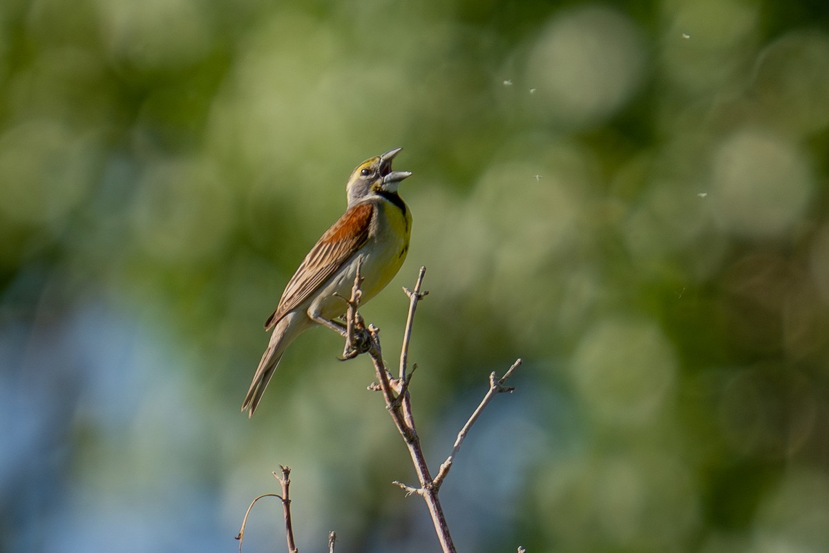 Dickcissel - ML637680251