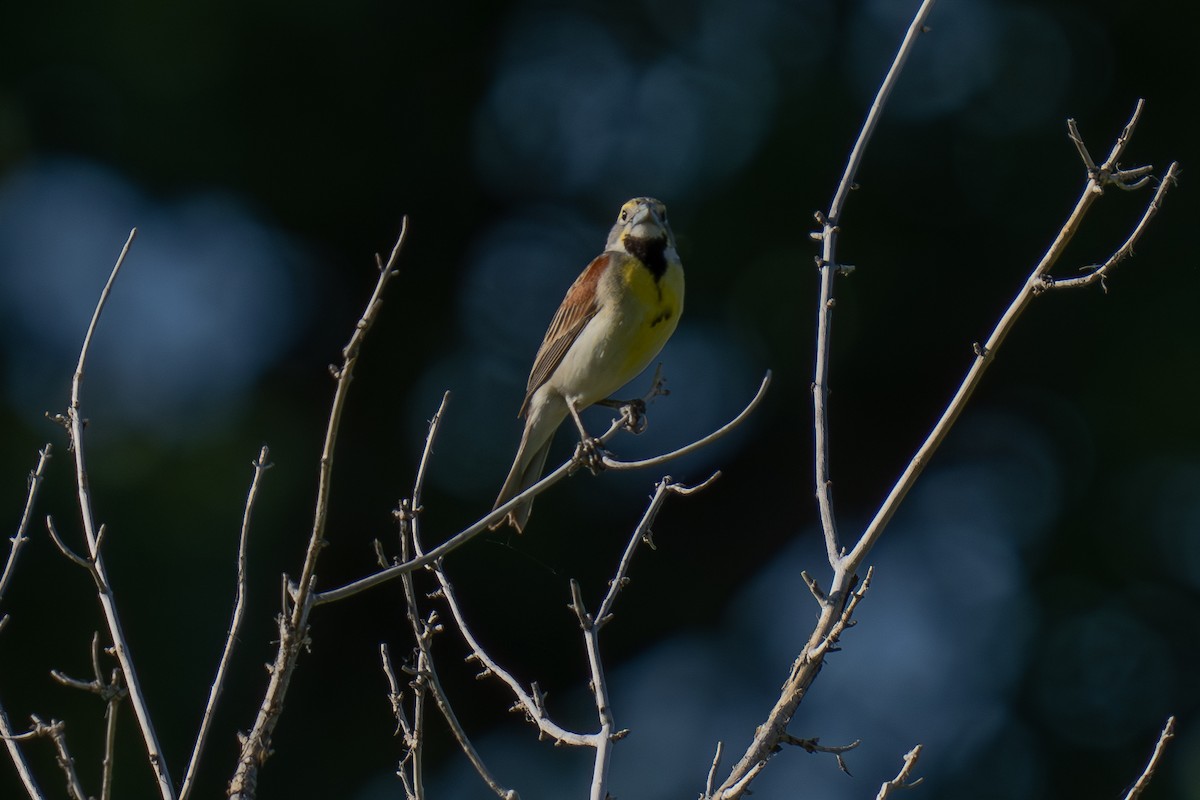 Dickcissel - ML637680252