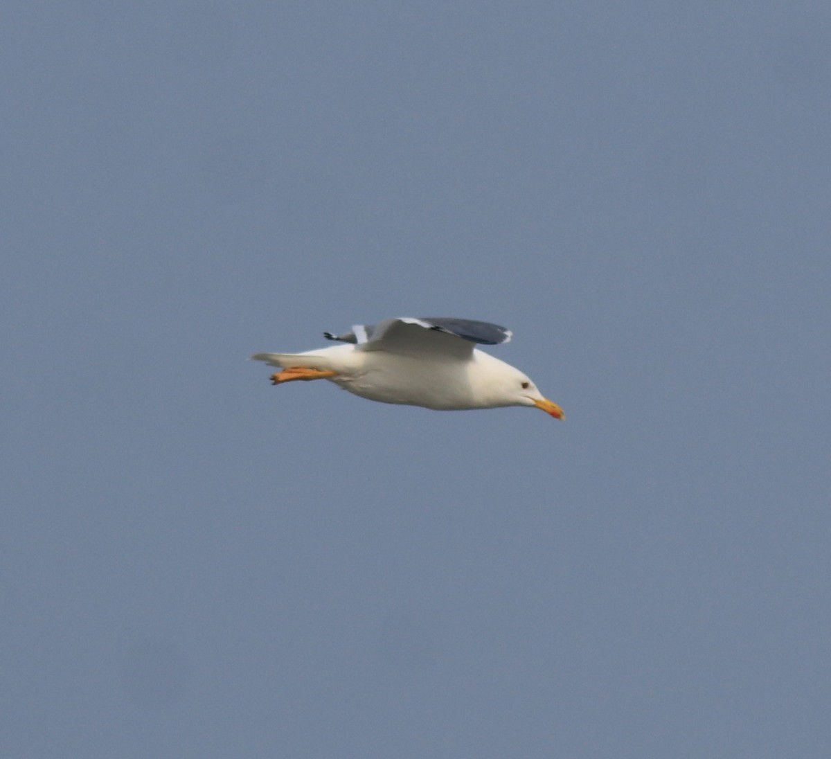 racek žlutonohý (ssp. heuglini) - ML637680253