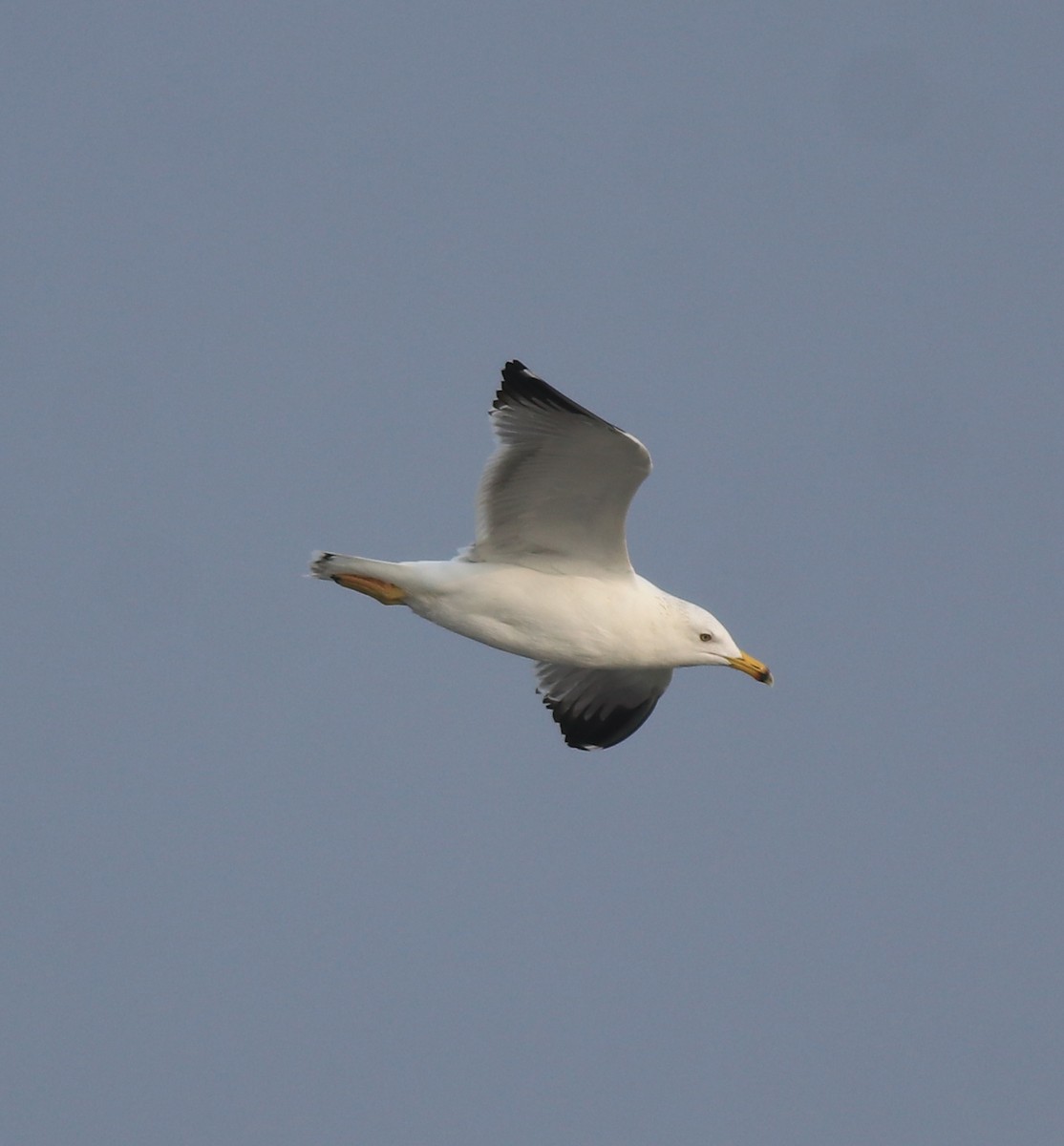 racek žlutonohý (ssp. heuglini) - ML637680255