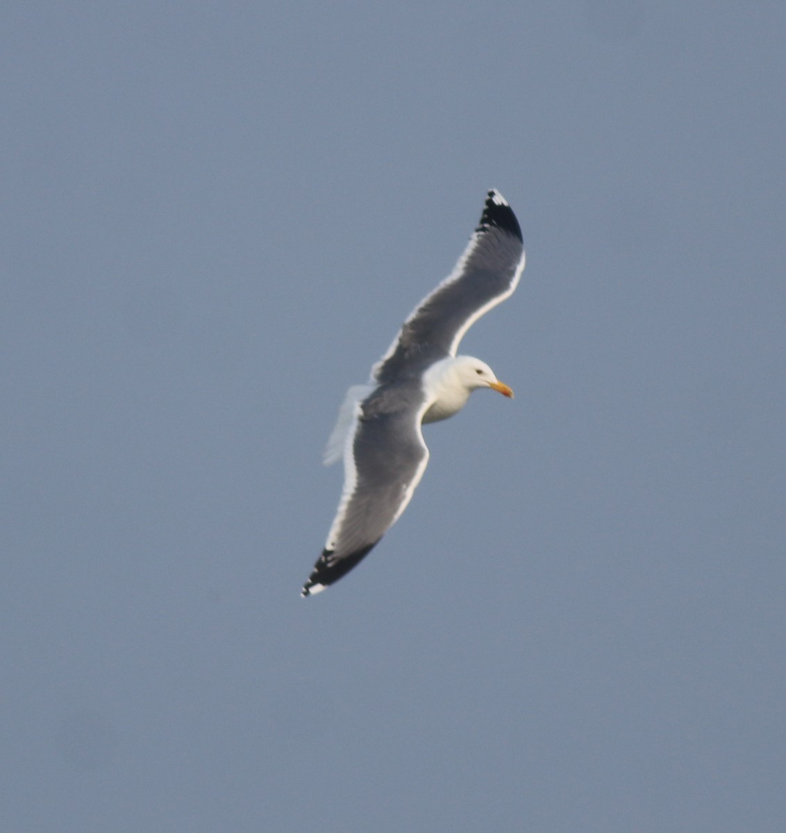 racek žlutonohý (ssp. heuglini) - ML637680257