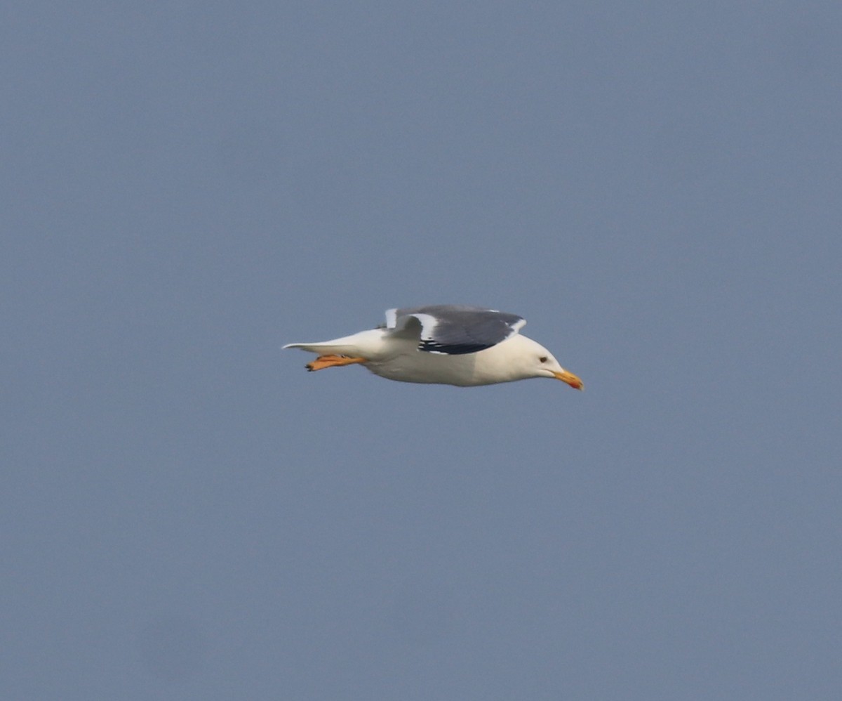 racek žlutonohý (ssp. heuglini) - ML637680258