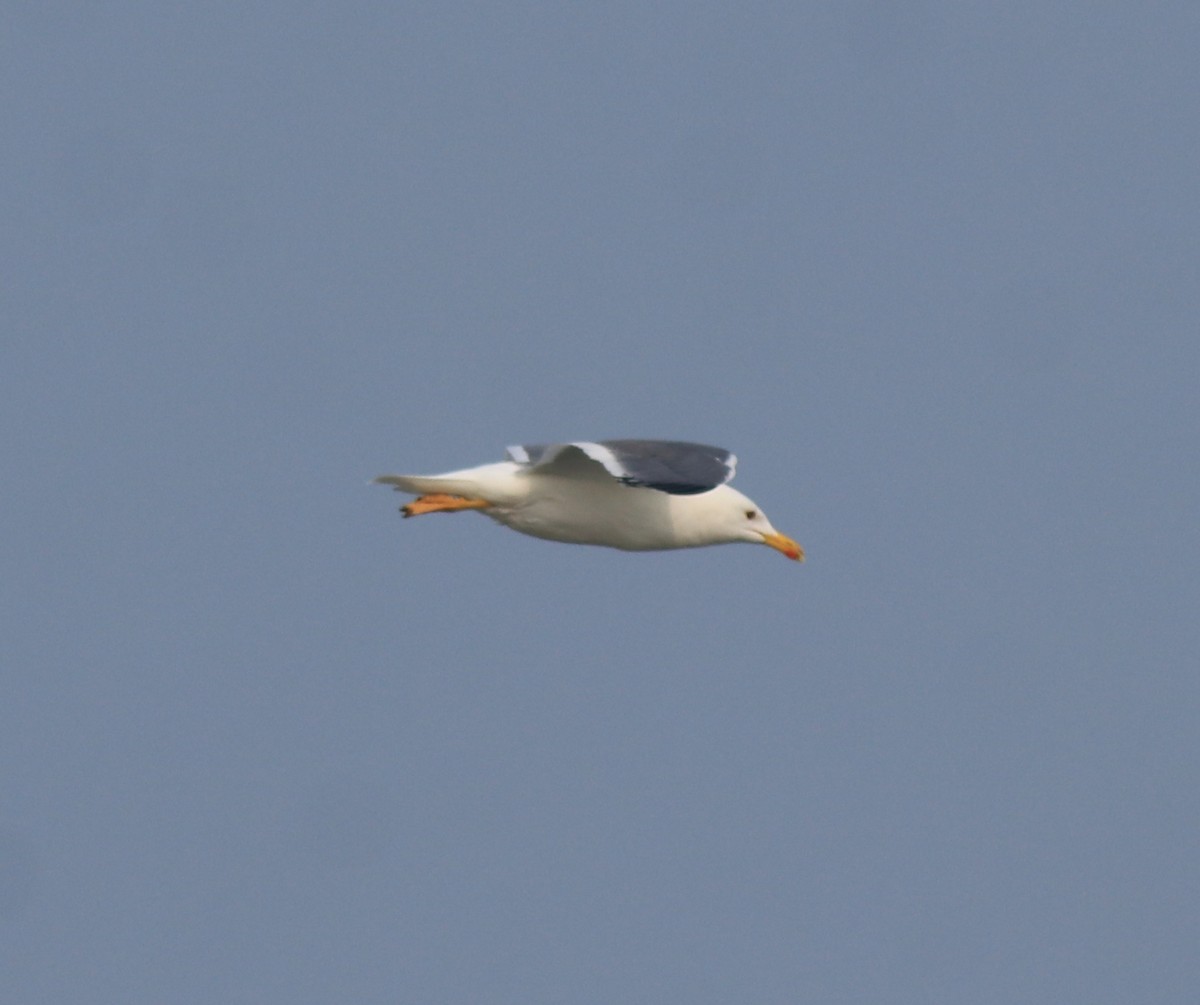 racek žlutonohý (ssp. heuglini) - ML637680259