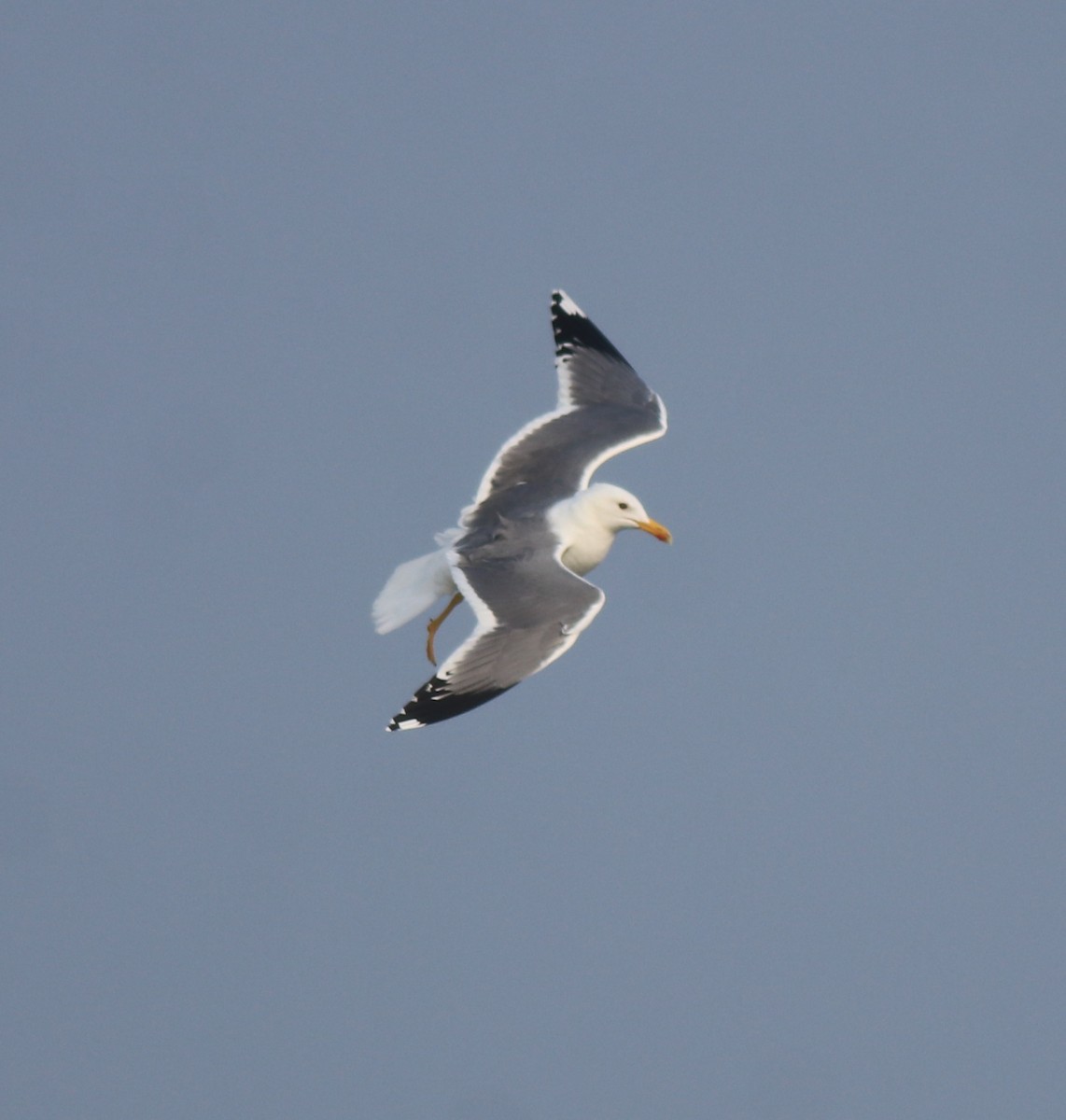 racek žlutonohý (ssp. heuglini) - ML637680263