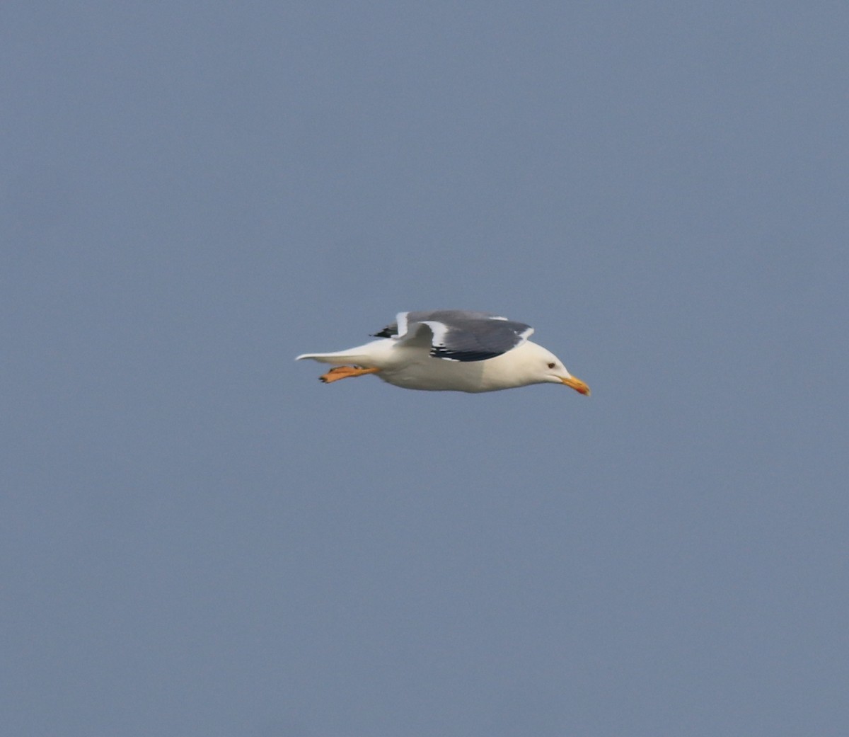 racek žlutonohý (ssp. heuglini) - ML637680269
