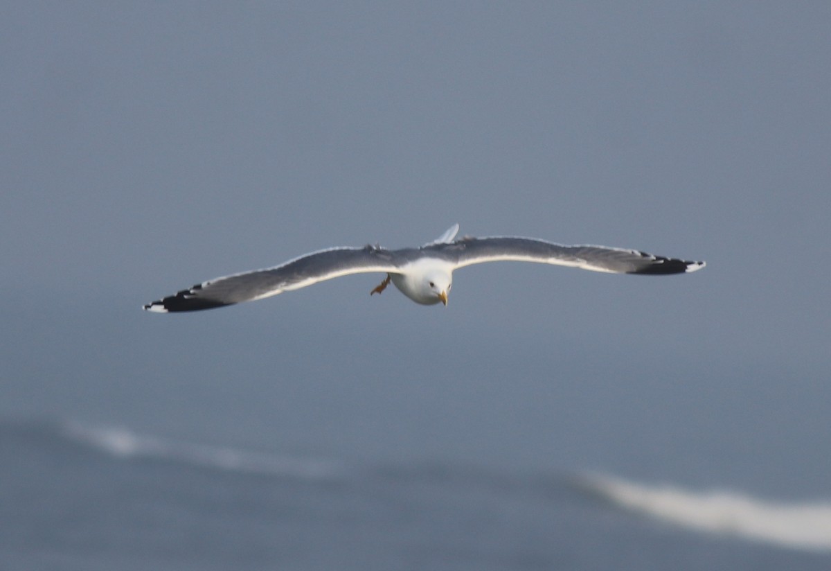 racek žlutonohý (ssp. heuglini) - ML637680270