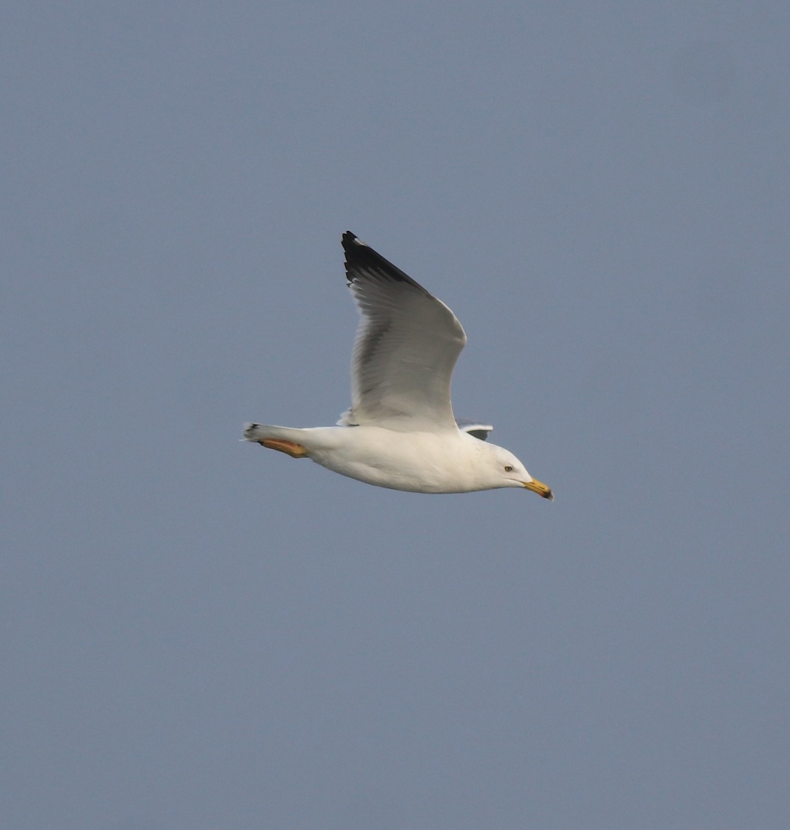racek žlutonohý (ssp. heuglini) - ML637680272