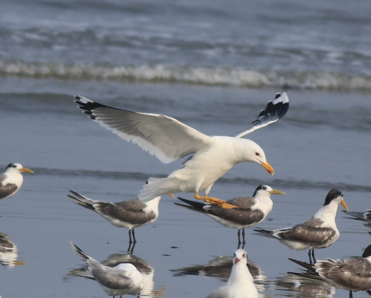 racek žlutonohý (ssp. heuglini) - ML637680273