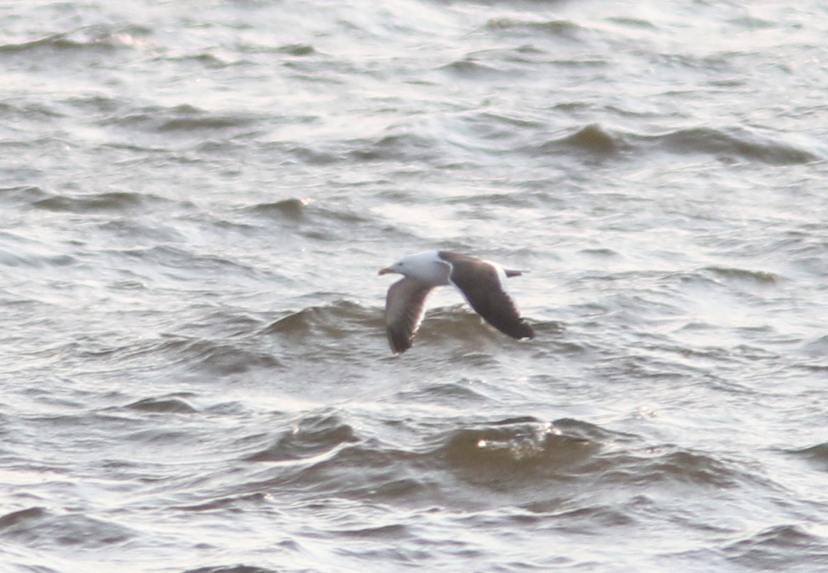 racek jižní - ML637680358