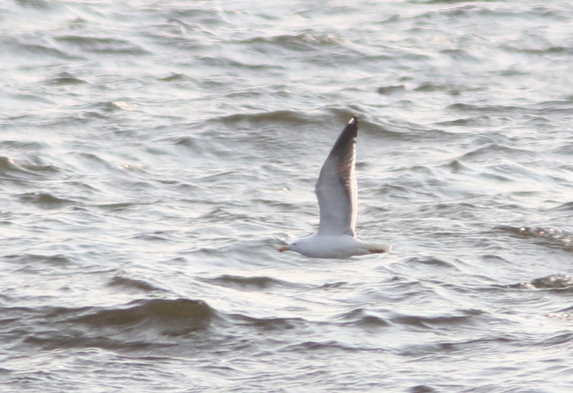 racek jižní - ML637680359