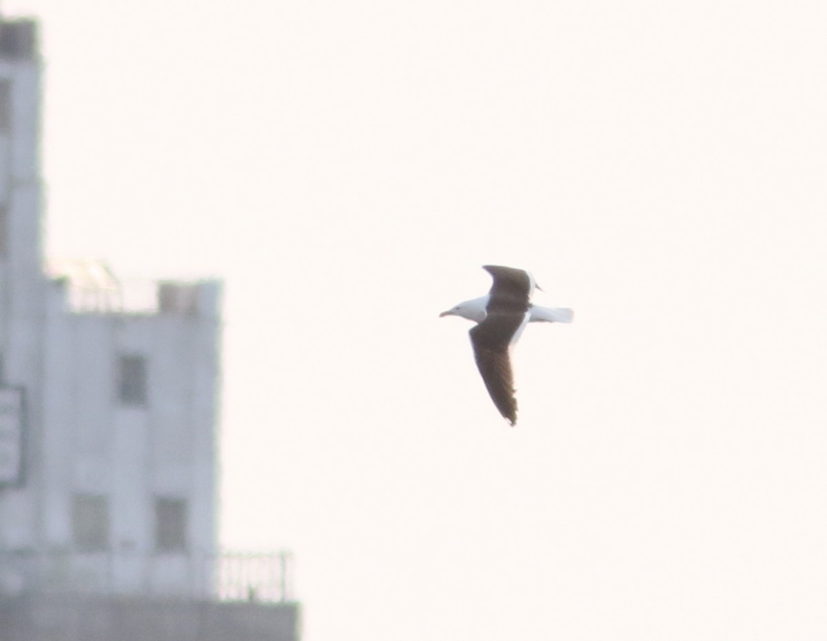 racek jižní - ML637680360