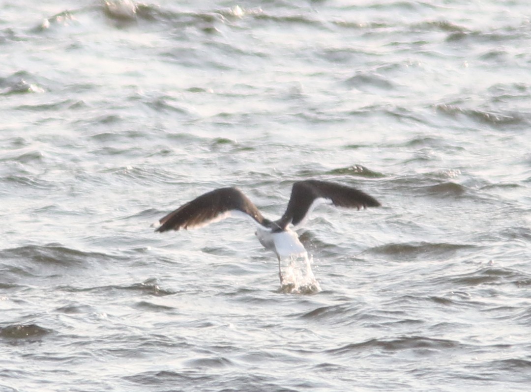 racek jižní - ML637680361