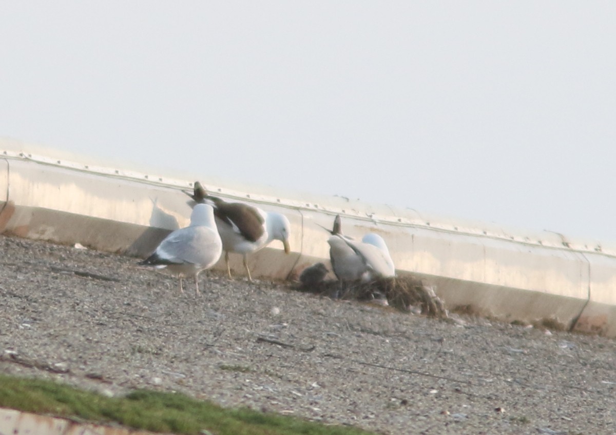 racek jižní - ML637680362