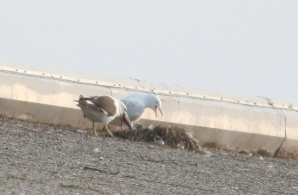 racek jižní - ML637680363