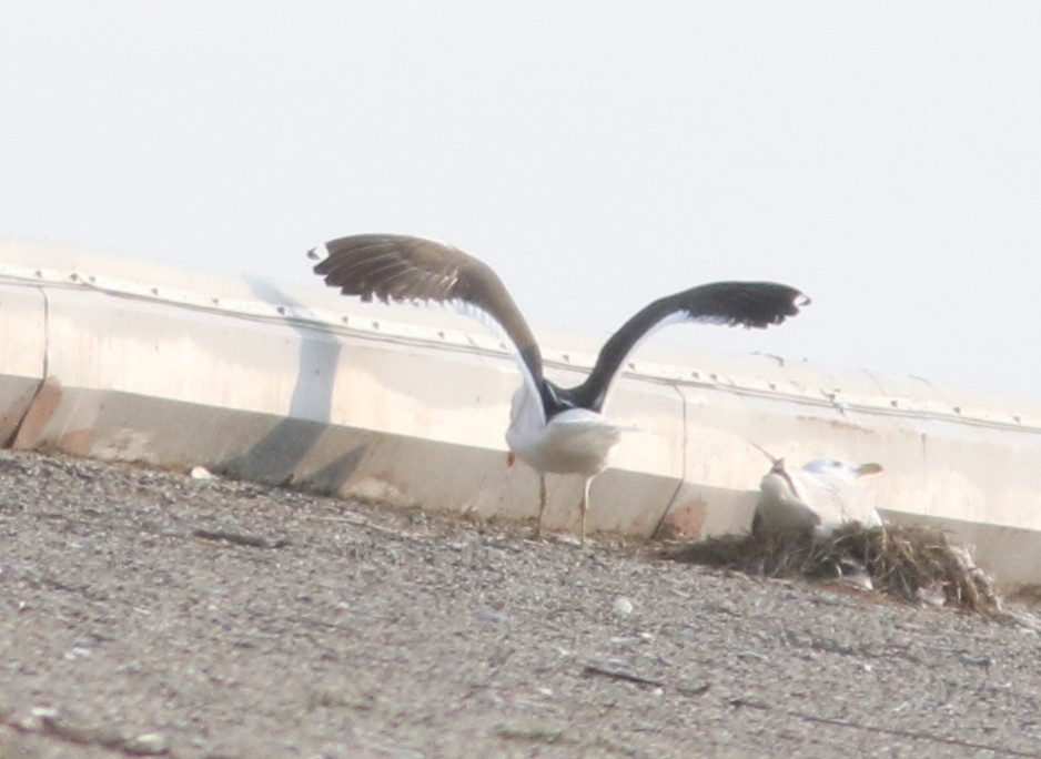 racek jižní - ML637680364