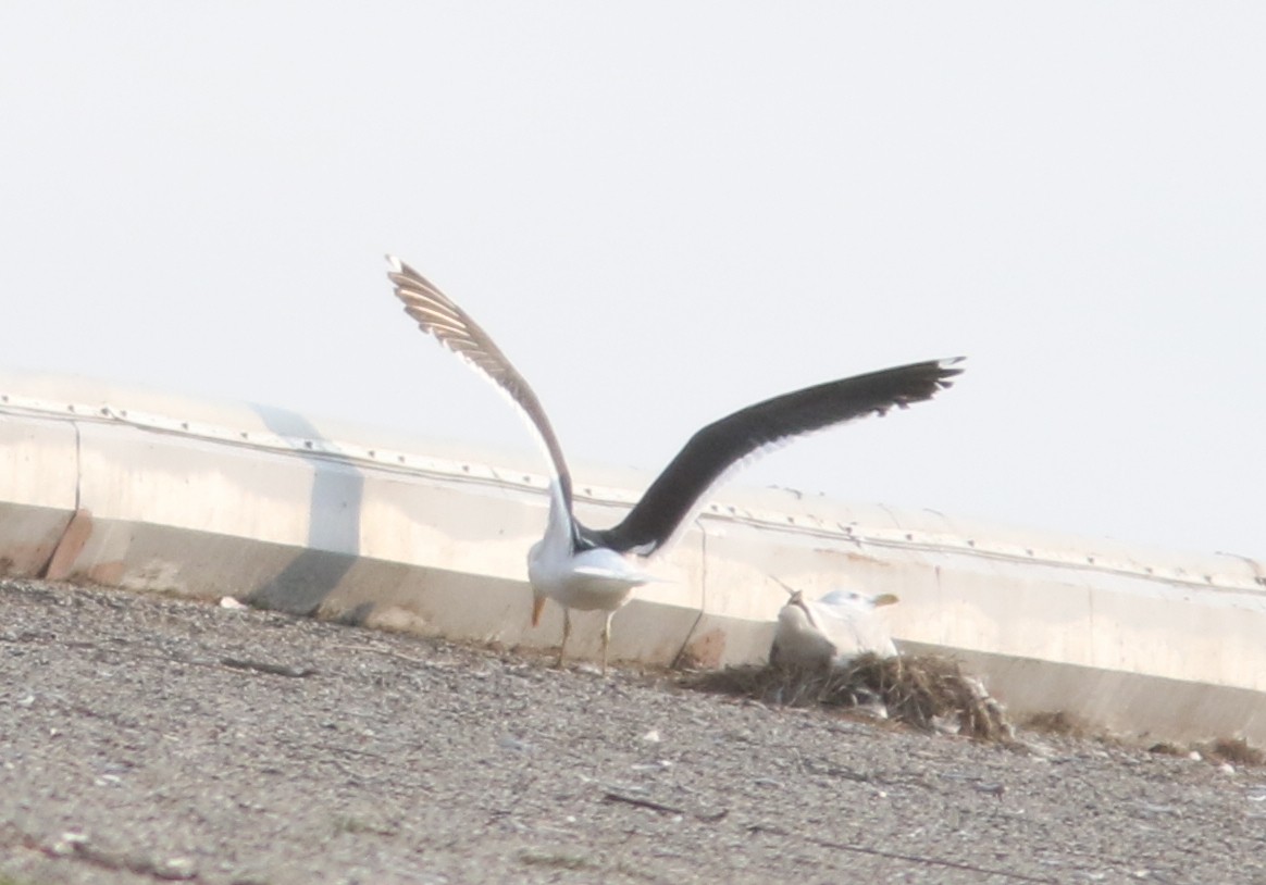 racek jižní - ML637680365