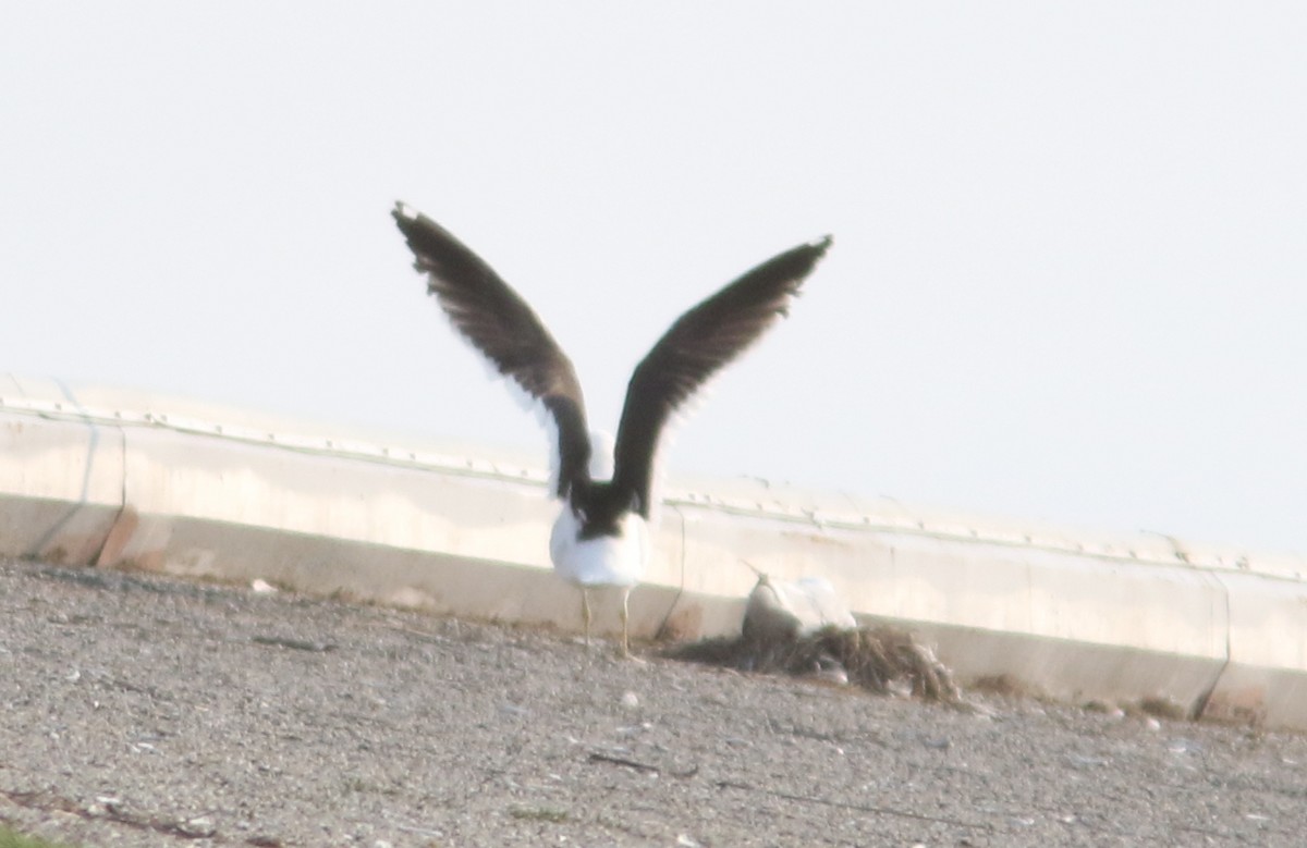 racek jižní - ML637680366