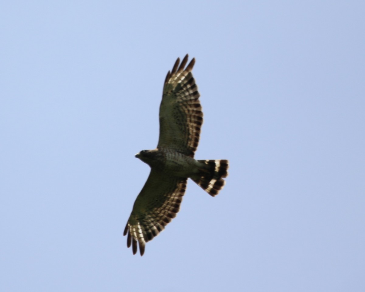 Broad-winged Hawk - ML637680398