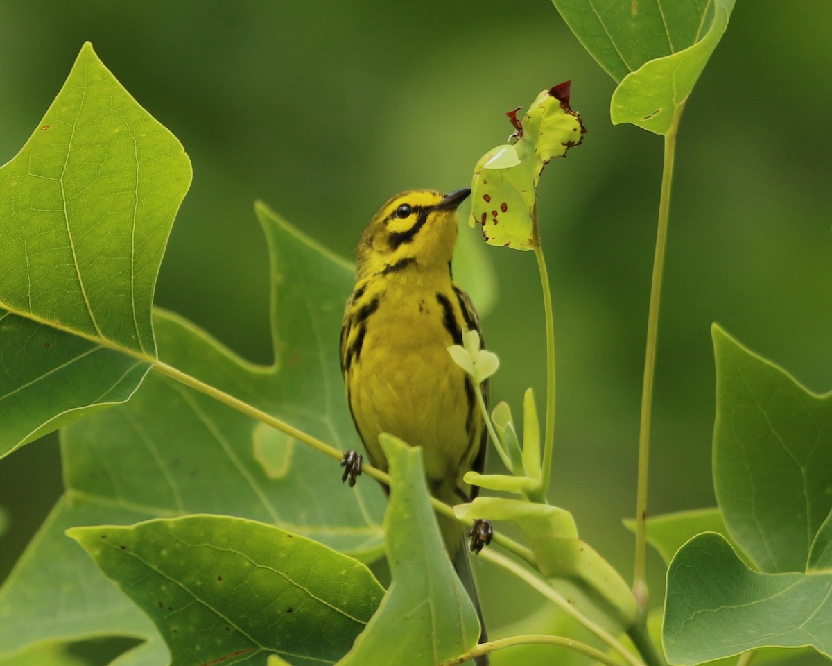 Prairie Warbler - ML637680406