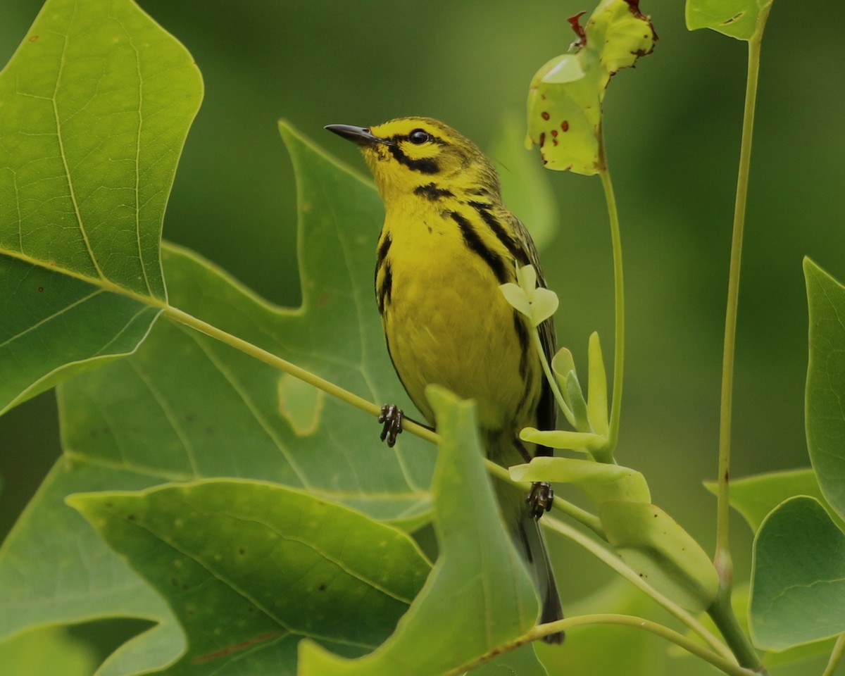 Prairie Warbler - ML637680413