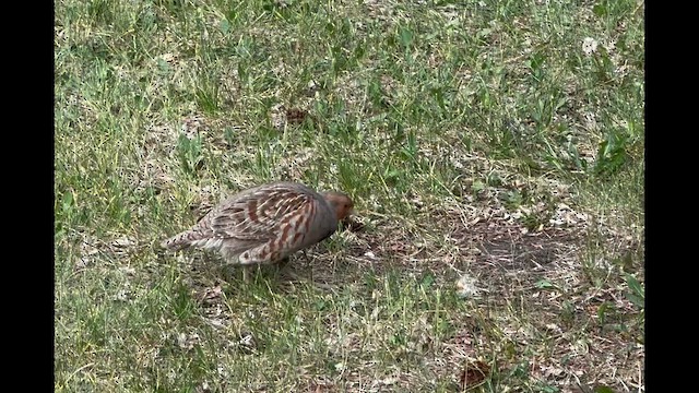 Gray Partridge - ML637680414