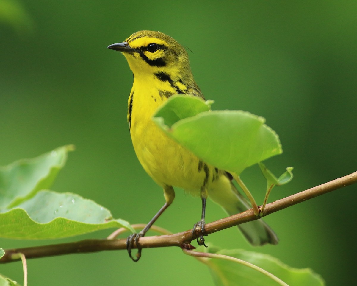 Prairie Warbler - ML637680419
