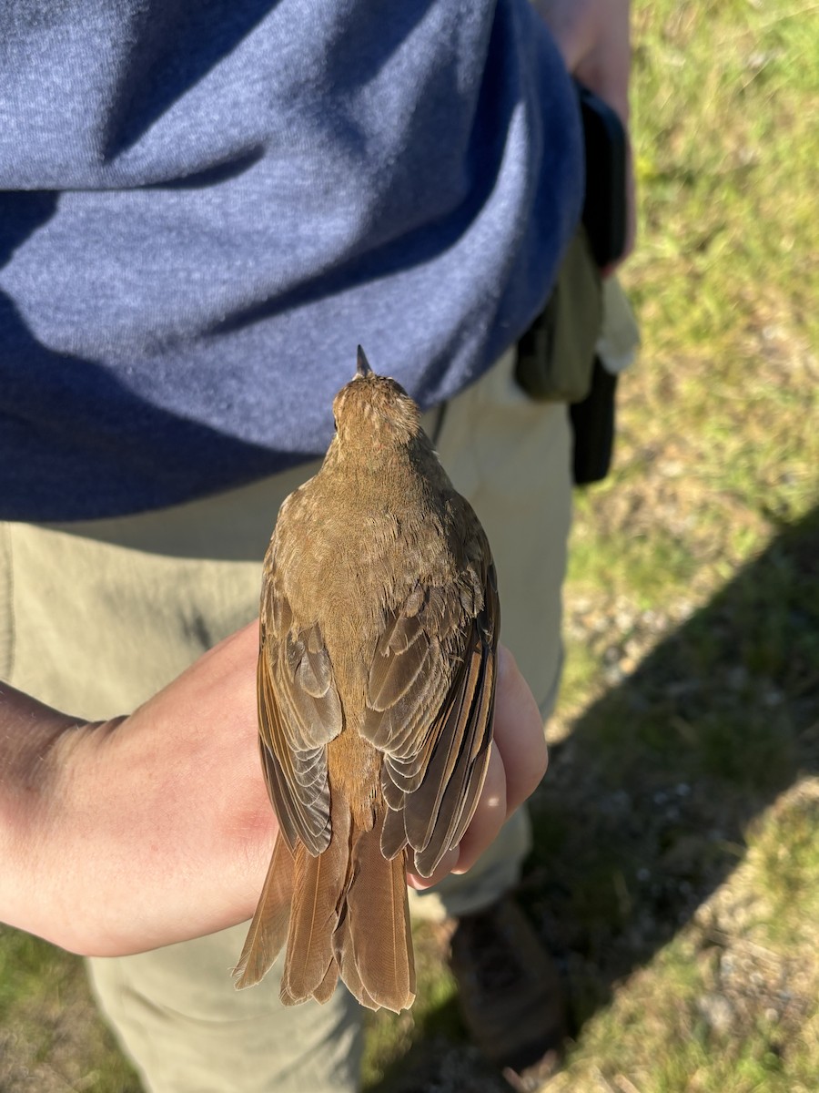 Hermit Thrush - ML637680427