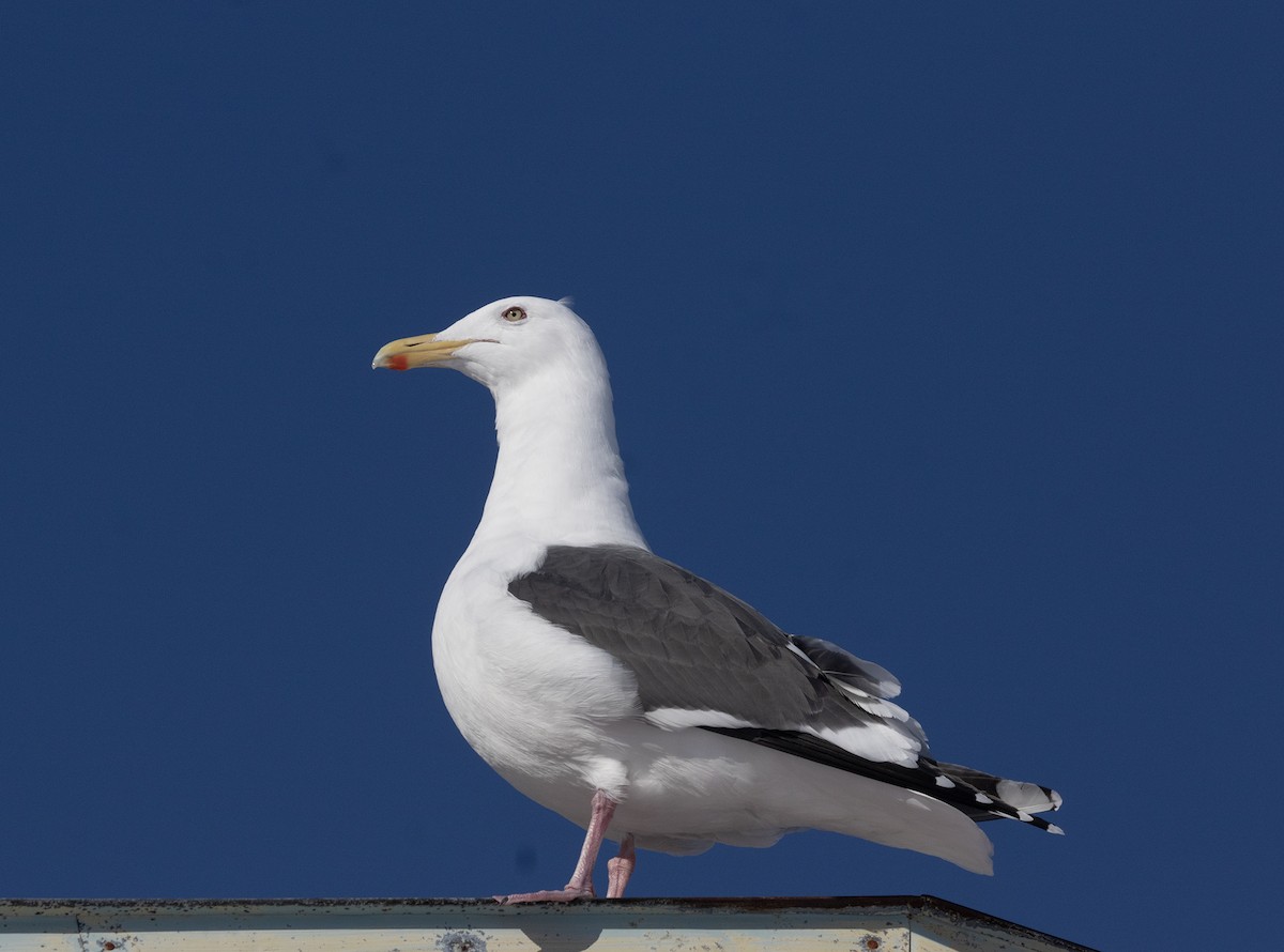 オオセグロカモメ - ML637680431