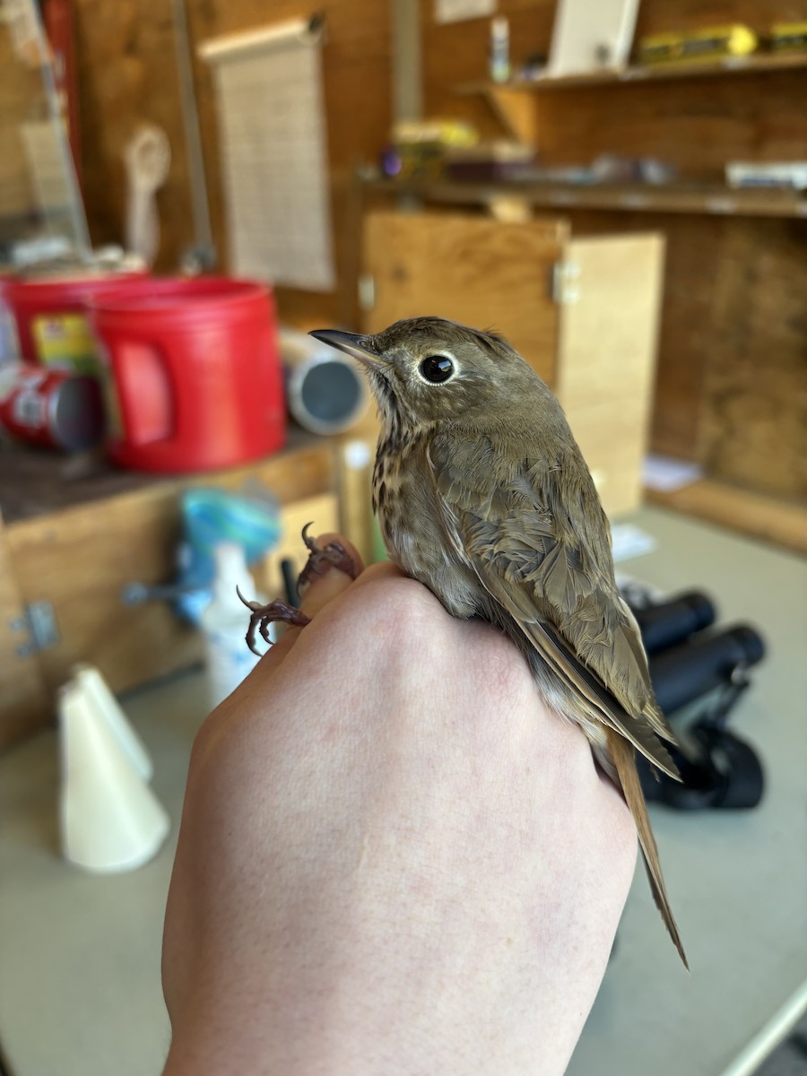 Hermit Thrush - ML637680436