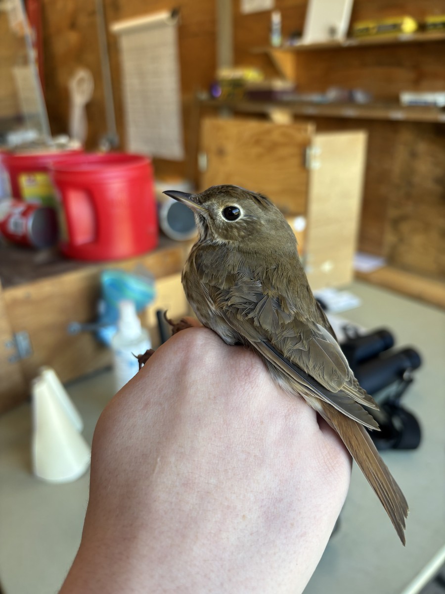 Hermit Thrush - ML637680437
