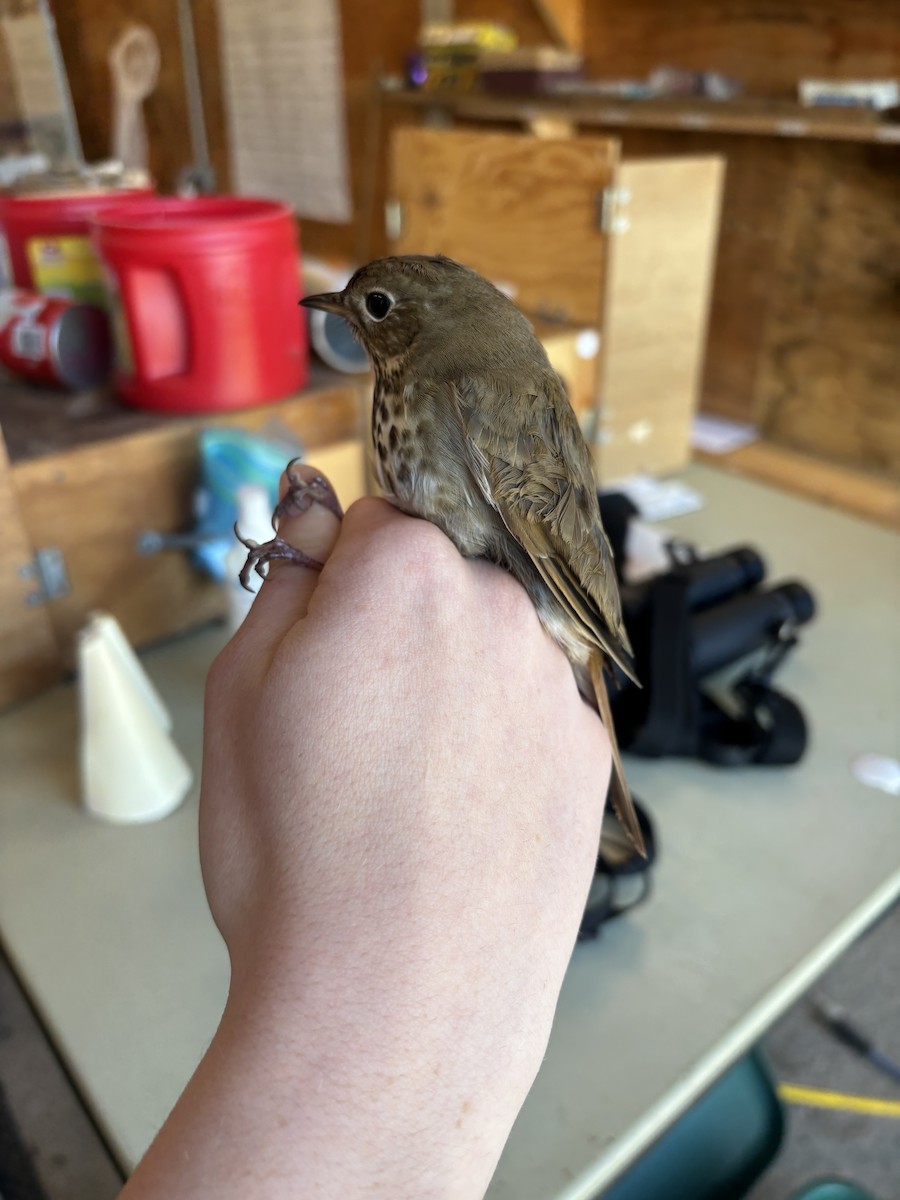 Hermit Thrush - ML637680438