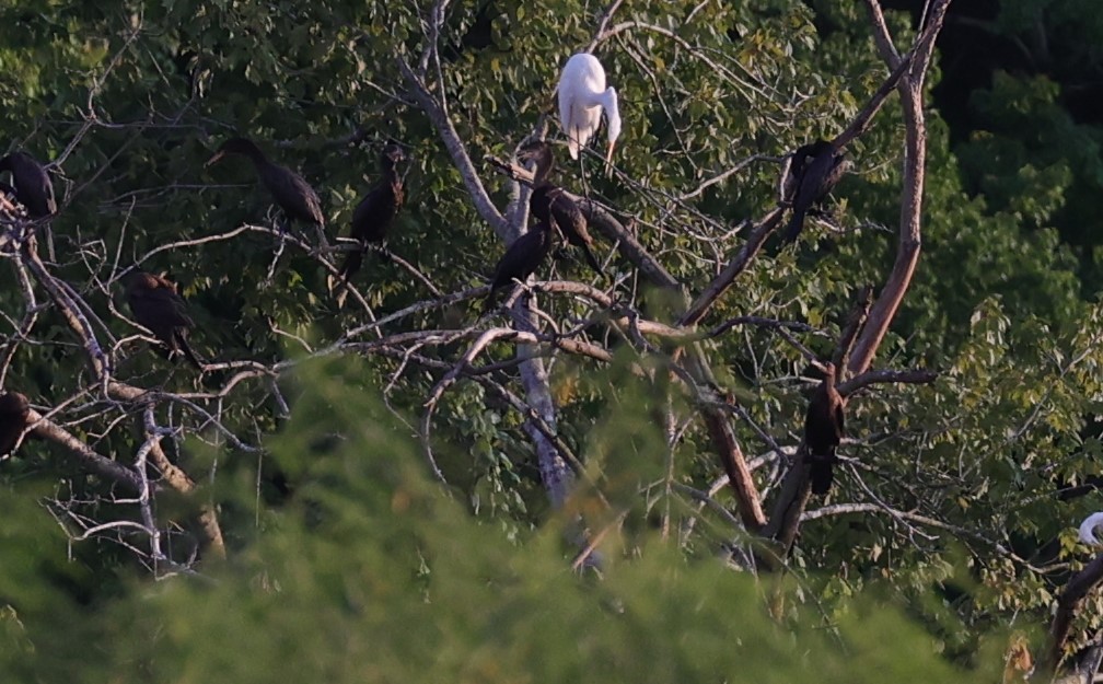 Cormoran à aigrettes ou C. vigua - ML637680440
