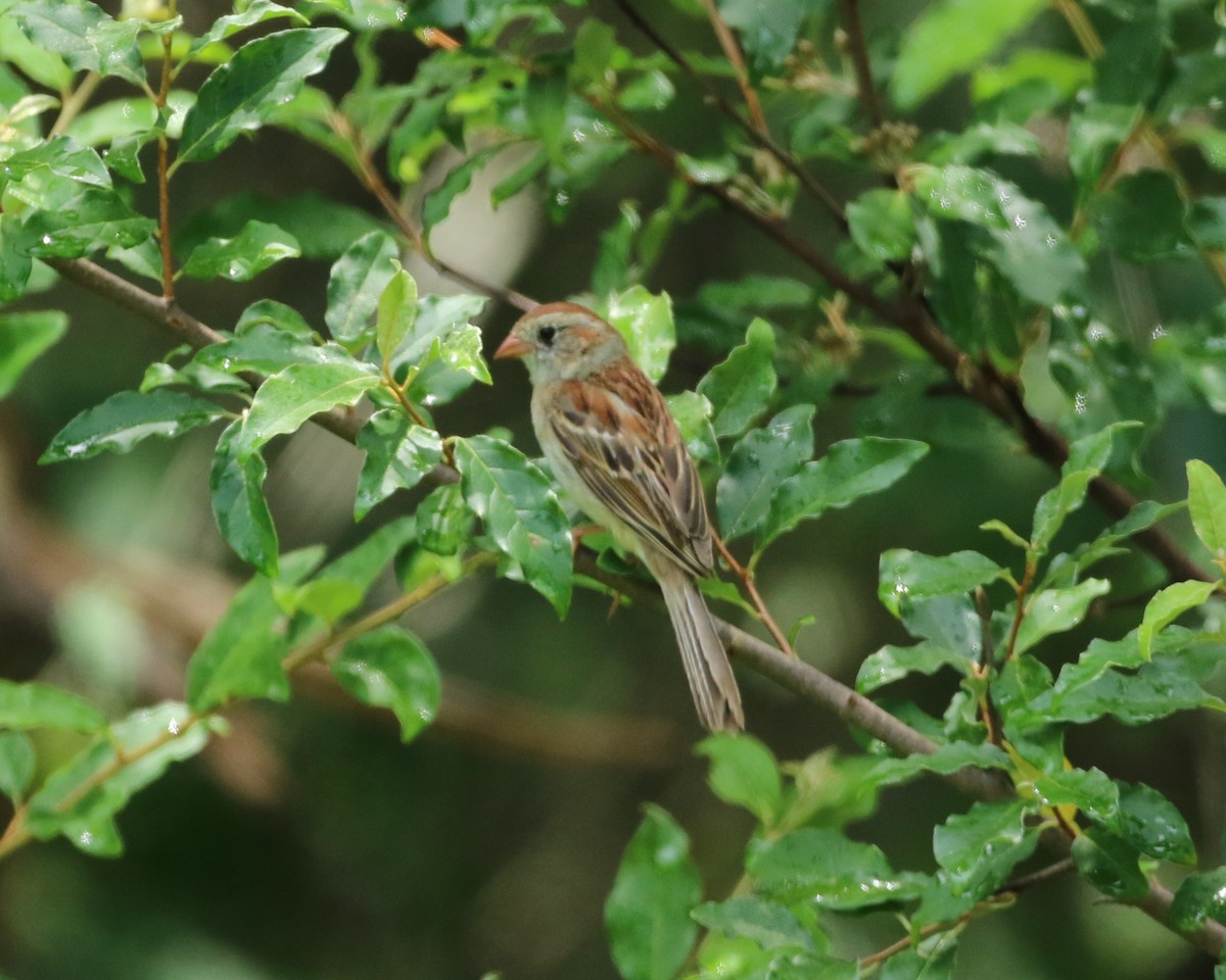 Field Sparrow - ML637680475