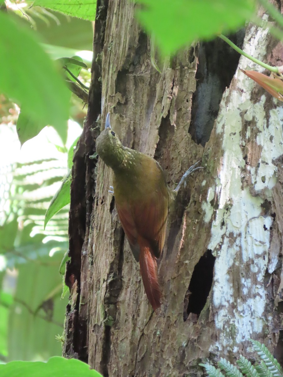 Spotted Woodcreeper - ML637680525