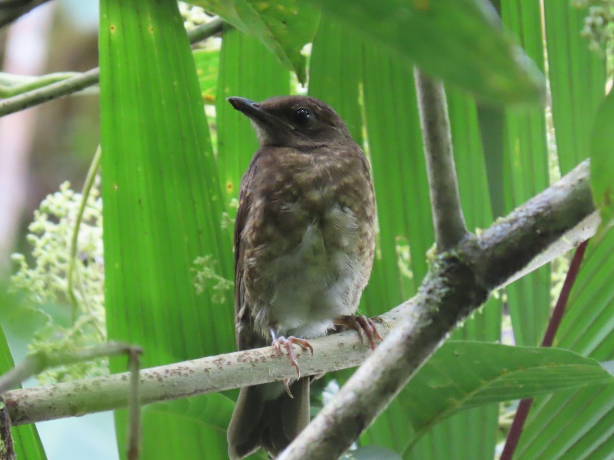 Pale-vented Thrush - ML637680563