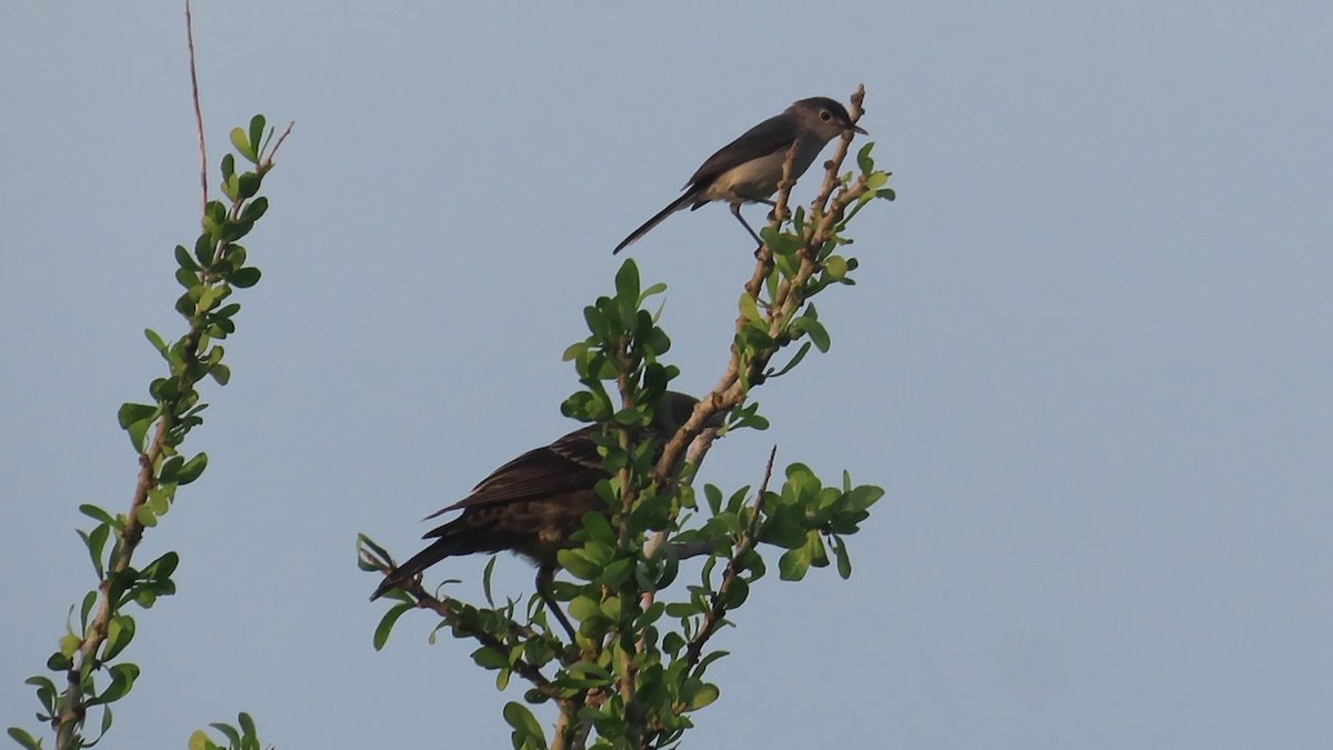 Blue-gray Gnatcatcher - ML637680568