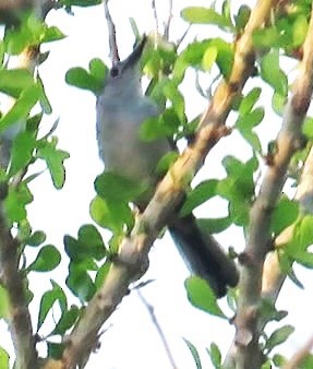 Blue-gray Gnatcatcher - ML637680571