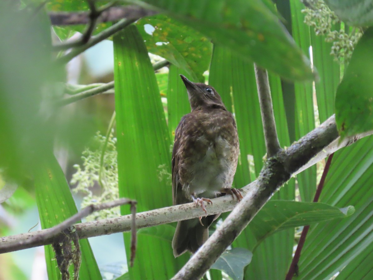 Pale-vented Thrush - ML637680574