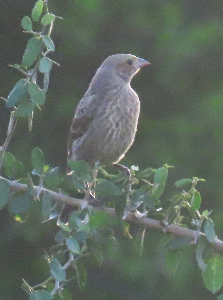 Brown-headed Cowbird - ML637680585